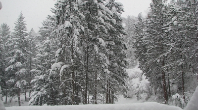 snowy_trees